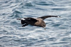 10B Brown Skua Flies By The Shore Of Aitcho Barrientos Island In South Shetland Islands On Quark Expeditions Antarctica Cruise.jpg